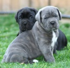 Prod�m o�kovan� �t��ata italsk�ho Cane Corso