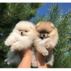 Prod�m �t��ata pomeraniana.