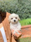 Prod�m �t��ata Maltipoo.