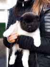 Prod�m kr�sn� o�kovan� a od�erven� �t���tka AKITA INU