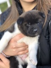 Prod�m kr�sn� o�kovan� a od�erven� �t���tka AKITA INU
