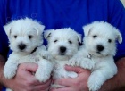Prod�m mini mini �t��ata West Highland White Terriers
