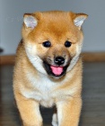 Prod�m rozko�n� miminka �t��ata shiba inu