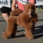 Mini pudl �t��ata