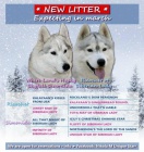 sibi�sk� husky �t�n� na prodej