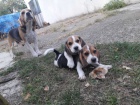 Beagle �t��ata na prodej