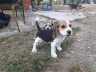 Beagle �t��ata na prodej
