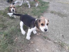 Beagle �t��ata na prodej