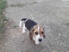 Beagle �t��ata na prodej