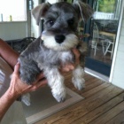 Prod�m ZDRAV�, O�KOVAN� a od�erven� �t��ata mini fenek a mal�ch kn�ra��.