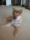 Prod�m �t��ata shiba inu