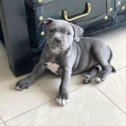 Prod�m zdrav� �t��ata staford��rsk�ho bulteri�ra