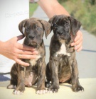Cane Corso �t��ata
