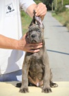 Cane Corso �t��ata