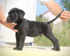 Cane Corso �t��ata