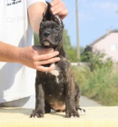 Cane Corso �t��ata