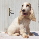 Anglick� kokr�pan�l �t��ata