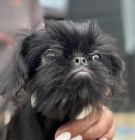 Petit Brabancon a Griffon �t��ata