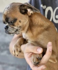 Petit Brabancon a Griffon �t��ata