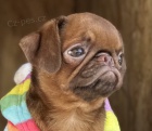 Petit Brabancon a Griffon �t��ata