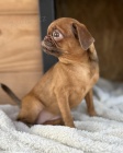 Petit Brabancon a Griffon �t��ata