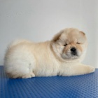 �au �au �t��ata na prodej.