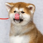 Prod�m �t��ata Akita Inu.