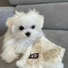 malt�zsk� �t��ata na prodej.