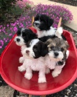 �t��ata havanese na prodej.