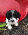 �t��ata havanese na prodej.