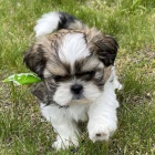 Prod�m �t��ata SHIH TZU