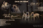 Presa Canario kr�sn� �t���tka