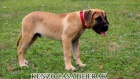 Presa Canario kr�sn� �t���tka