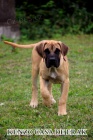 Presa Canario kr�sn� �t���tka