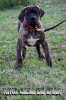 Presa Canario kr�sn� �t���tka
