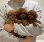 mini toy �t��ata pudla k adopci.