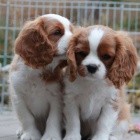 Prod�m mini o�kovan� �t��ata Cavalier King Charles Spaniel.