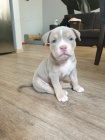 Prod�m �t��ata americk�ho pitbulla.