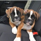 Prod�m �t��ata n�meck�ho boxera.