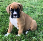 Prod�m �t��ata n�meck�ho boxera.