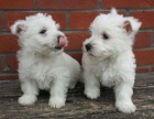 Prod�m �t��ata West Highland White Terriers
