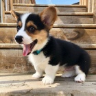 Prod�m �t��ata Pembroke Welsh Corgi.