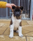 Prod�m �t��ata Akita-Inu