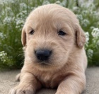 �t��ata zlat�ho retr�vra