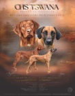 Prod�m �t��ata Rhod�sk� ridgeback s PP