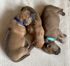 Prod�m �t��ata Rhod�sk� ridgeback s PP