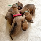 Prod�m �t��ata Rhod�sk� ridgeback s PP