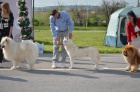 sibi�sk� husky samec na prodej