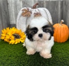 �t��ata shih tzu