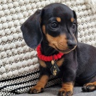 Prod�m mini �t��ata jezev��ka hladkosrst�ho